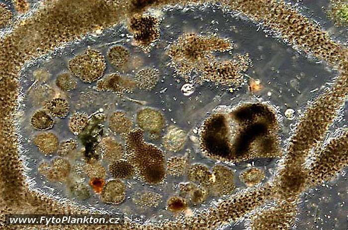 Microcystis aeruginosa a Woronichinia naegeliana
