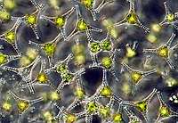 Staurastrum planktonicum