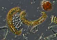 Euglena cf. oxyuris