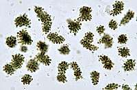 Microcystis botrys