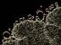 Název:		Botryococcus braunii	
Zvětšeno:	400 x
Technika:	Nomarského kontrast
Datum:		2004-08-01
Lokalita: 	Trnávka u Želivy
