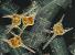 Název:		Ceratium hirundinella a Fragilaria crotonensis	
Zvětšeno:	300 x
Technika:	Nomarského kontrast
Datum:		2003-08-01
Lokalita: 	Letovice
