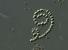 Název:		Anabaena spiroides	
Zvětšeno:	400 x
Technika:	Nomarského kontrast
Datum:		2003-07-01
Lokalita: 	Lipno
