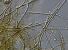 Název:		Cylindrospermum sp.	
Zvětšeno:	400 x
Technika:	Nomarského kontrast
Datum:		2004-08-01
Lokalita: 	Rybník Mrhal u Č. Budějovic
