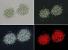 Name:		Radiocystis geminata
Magnified:	600 x
Technique:	Bright field, Nomarski contrast, Phase contrast, autofluorescence of photosynthetic pigments
Date:		2004-08-01
Locality: 	Staňkovský fishpond
