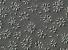 Name:		Woronichinia naegeliana
Magnified:	400 x
Technique:	Nomarski contrast
Date:		2003-07-01
Locality: 	Lipno Reservoir

