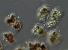 Název:		Microcystis viridis	
Zvětšeno:	400 x
Technika:	Nomarského kontrast
Datum:		2005-07-20
Lokalita: 	Žumberk - rybník
