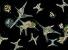 Název:		Ceratium hirundinella & Staurastrum planctonicum	
Zvětšeno:	200 x
Technika:	Nomarského kontrast
Datum:		2005-06-20
Lokalita: 	Římov
