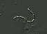 Name:		Romeria elegans
Magnified:	800 x
Technique:	Nomarski contrast
Date:		2005-07-11
Locality: 	Rožmberk fishpond
