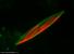 Název:		Nitzschia sp.	
Zvětšeno:	400 x
Technika:	Fluorescenční barvení PDMPO
Datum:		2006-05-15
Lokalita: 	Výtok z rybníka
