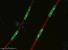 Název:		Aulacoseira italica	
Zvětšeno:	400 x
Technika:	Fluorescenční barvení PDMPO + DAPI
Datum:		2006-05-15
Lokalita: 	Rybník Žumberk
