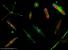 Název:		Koláž tvořená rozsivkami značenými PDMPO	
Zvětšeno:	400 x
Technika:	Fluorescenční barvení PDMPO + DAPI
Datum:		2005-05-15
Lokalita: 	Různé

